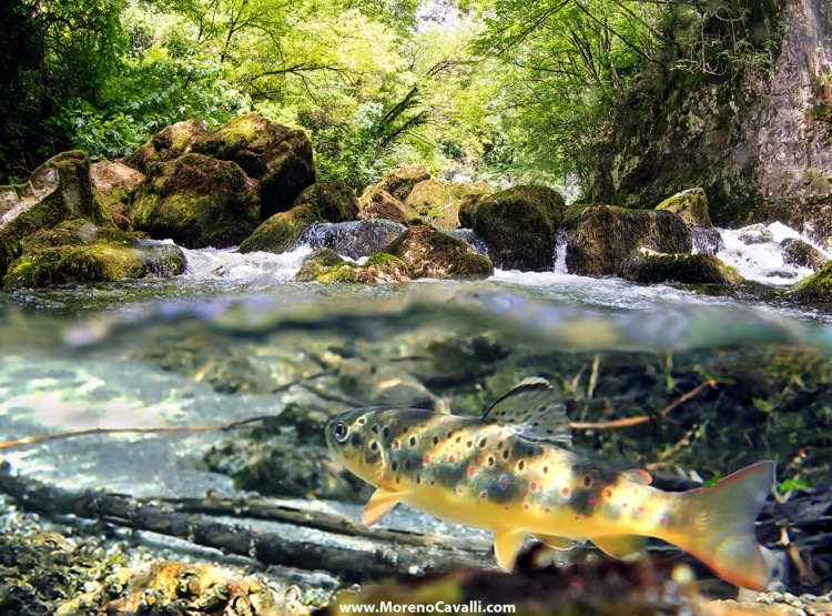 dolomites alps mountain trota marmorata fishing fresh water underwater photography gopro dome brown trout trota fario